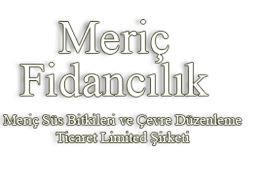 Meri Fidanclk